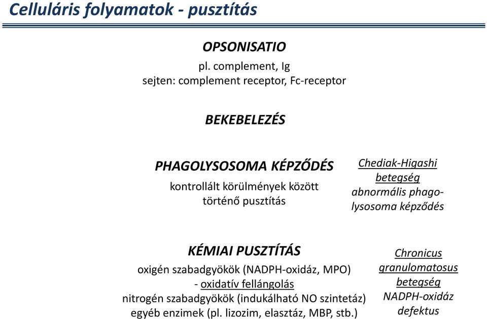 között történő pusztítás Chediak-Higashi betegség abnormális phagolysosoma képződés KÉMIAI PUSZTÍTÁS oxigén szabadgyökök