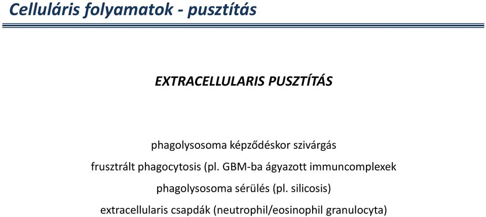 GBM-ba ágyazott immuncomplexek phagolysosoma sérülés (pl.