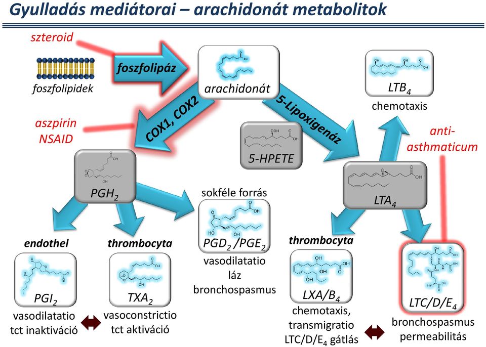 aszpirin NSAID foszfolipáz