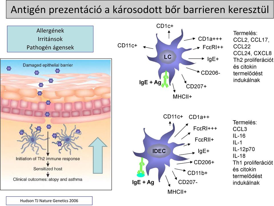 termelődést indukálnak MHCII+ IDEC IgE + Ag CD11c+ CD207- MHCII+ CD1a++ FcεRI+++ FcεRII+ IgE+ CD206+ CD11b+