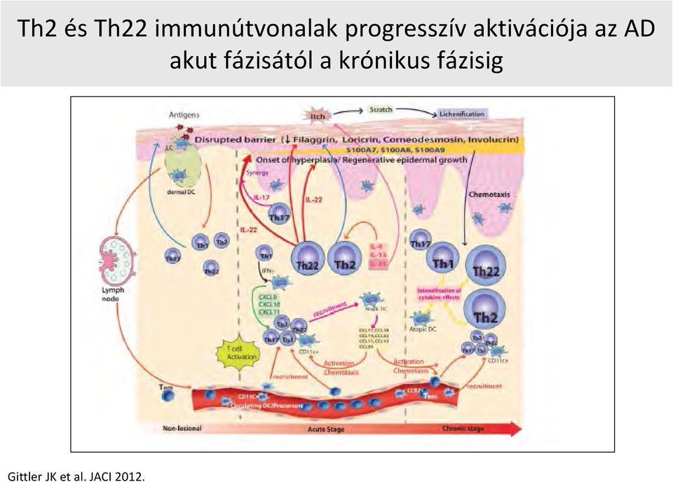 akut fázisától a krónikus