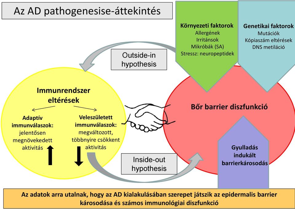 Veleszületett immunválaszok: megváltozott, többnyire csökkent aktivitás Inside-out hypothesis Bőr barrier diszfunkció Gyulladás indukált