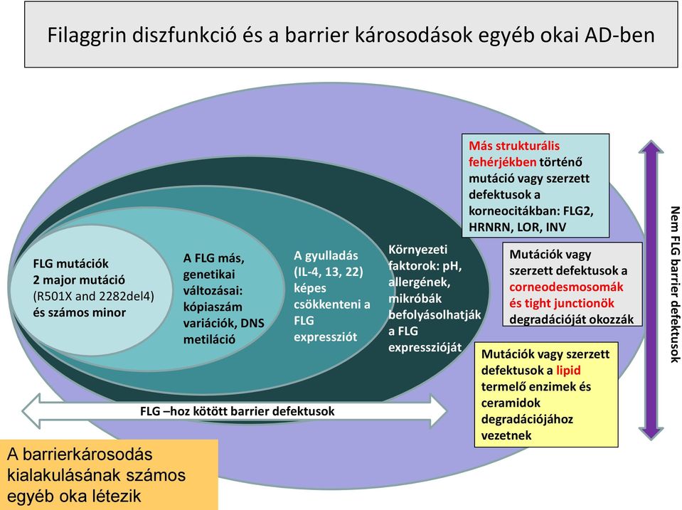 allergének, mikróbák befolyásolhatják a FLG expresszióját Más strukturális fehérjékben történő mutáció vagy szerzett defektusok a korneocitákban: FLG2, HRNRN, LOR, INV Mutációk vagy szerzett