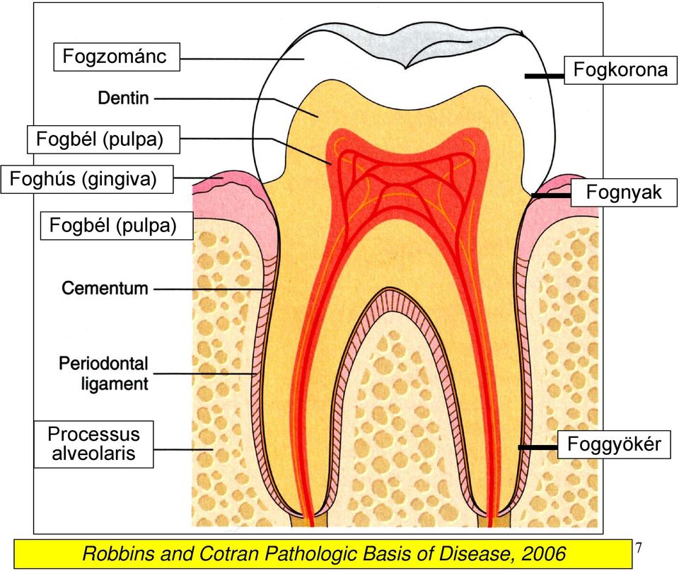 Processus alveolaris Foggyökér Robbins