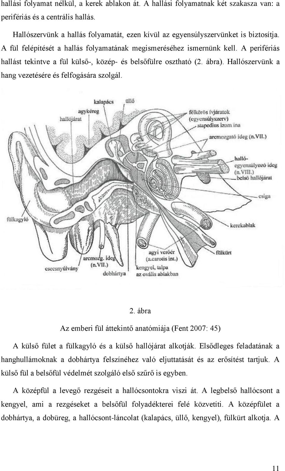 A perifériás hallást tekintve a fül külső-, közép- és belsőfülre osztható (2. ábra). Hallószervünk a hang vezetésére és felfogására szolgál. 2.