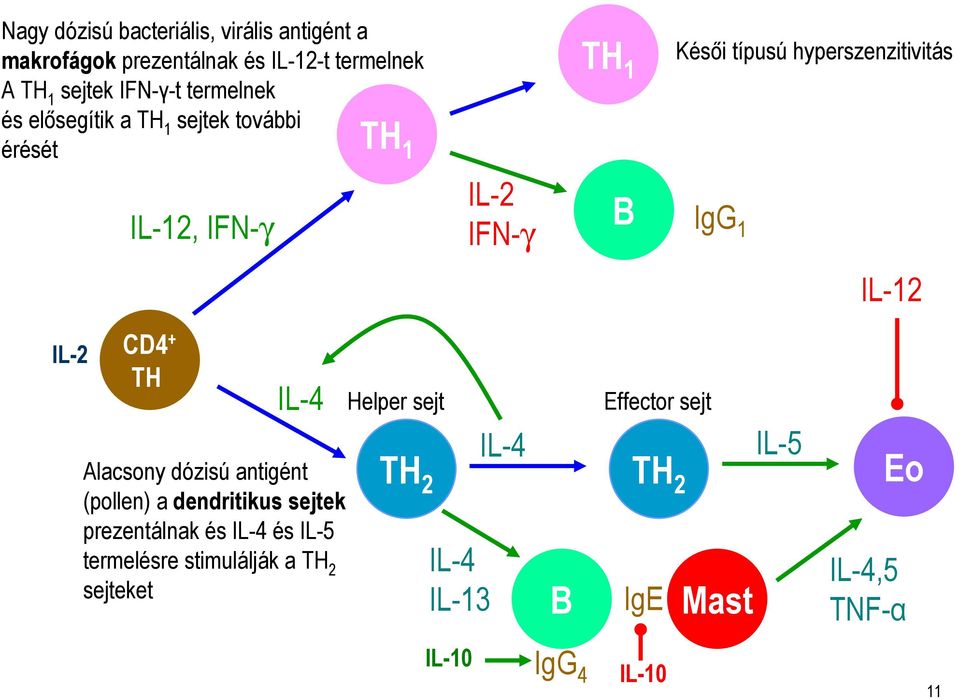 IL-2 CD4 + TH IL-4 Alacsony dózisú antigént (pollen) a dendritikus sejtek prezentálnak és IL-4 és IL-5 termelésre