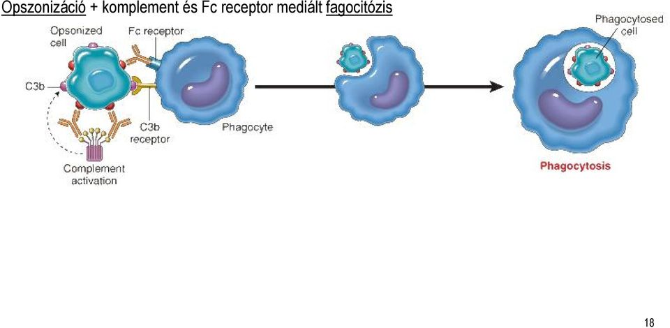 Fc receptor