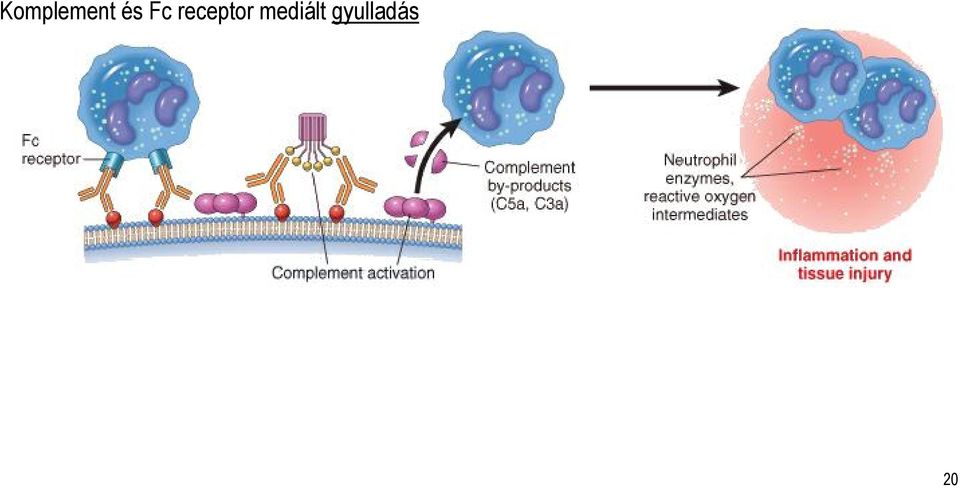 receptor