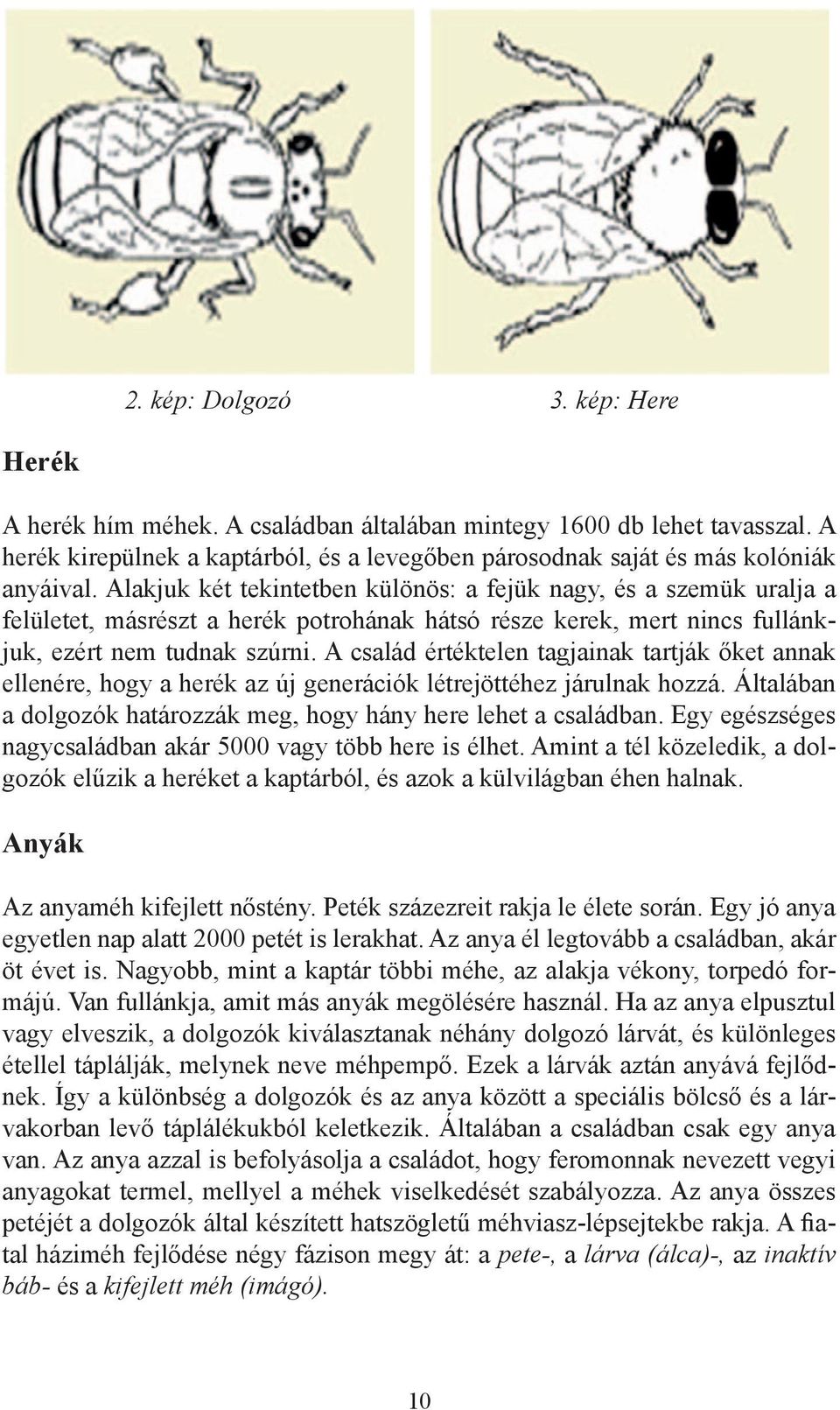 A család értéktelen tagjainak tartják őket annak ellenére, hogy a herék az új generációk létrejöttéhez járulnak hozzá. Általában a dolgozók határozzák meg, hogy hány here lehet a családban.