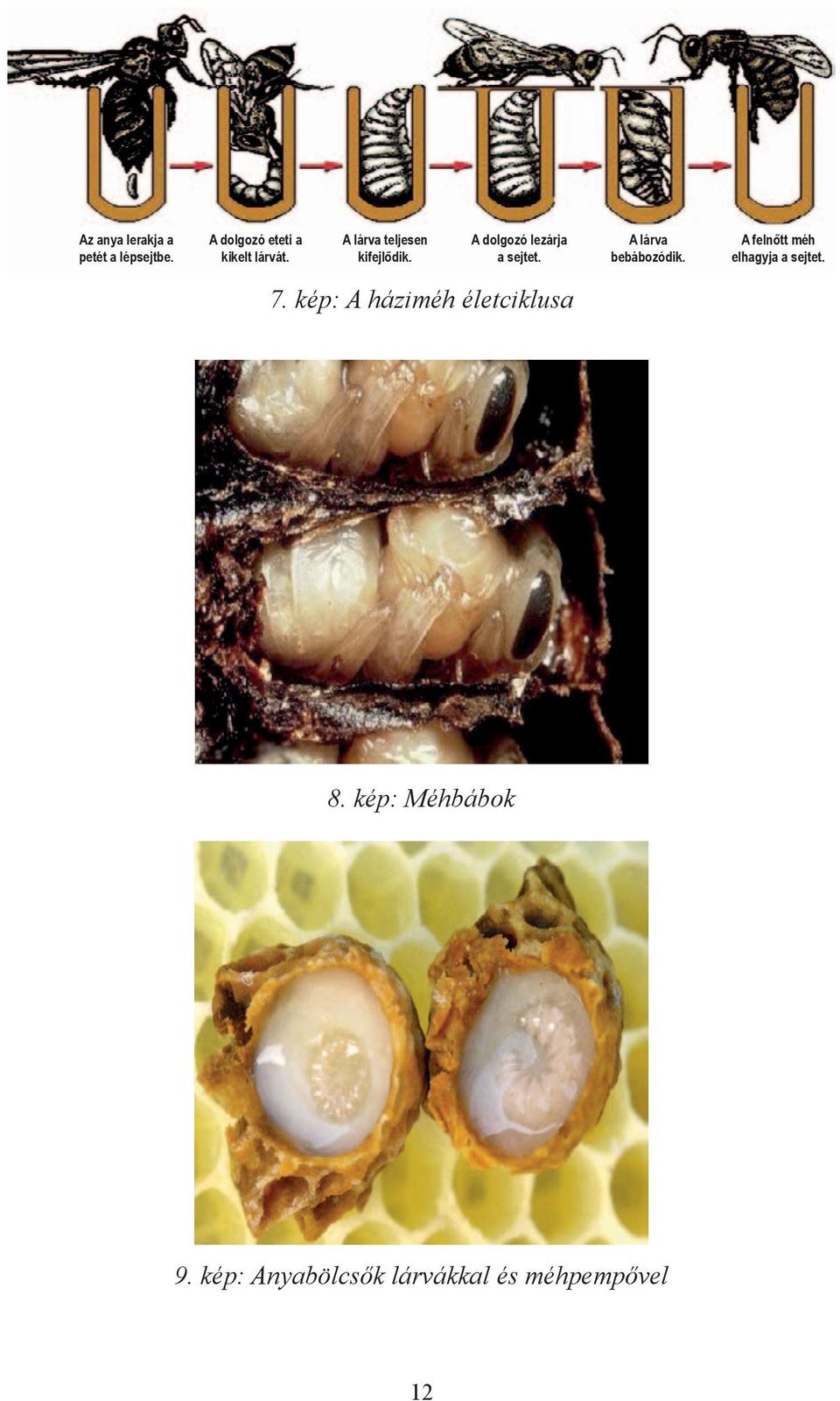 A lárva bebábozódik. A felnőtt méh elhagyja a sejtet. 7.