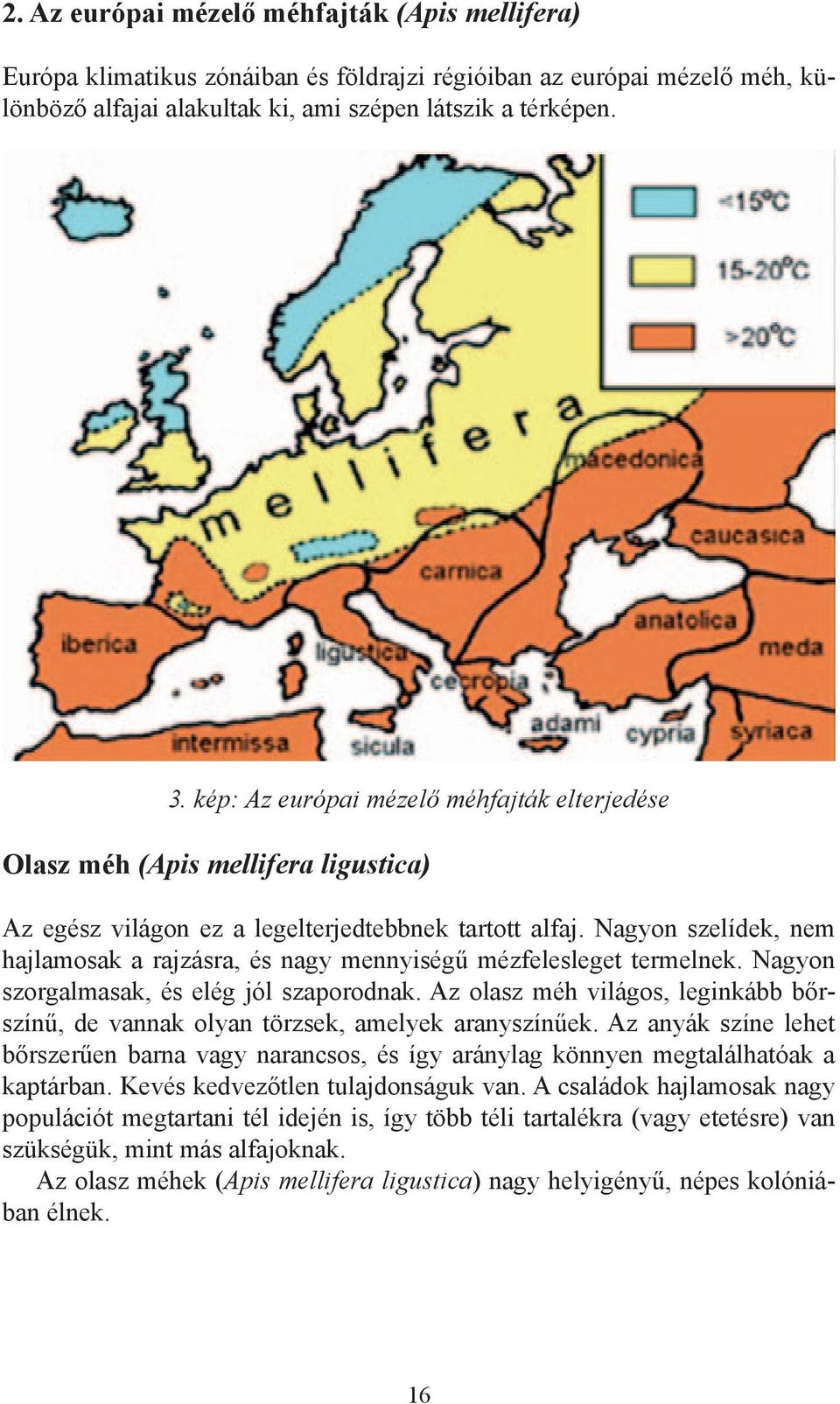 Nagyon szelídek, nem hajlamosak a rajzásra, és nagy mennyiségű mézfelesleget termelnek. Nagyon szorgalmasak, és elég jól szaporodnak.