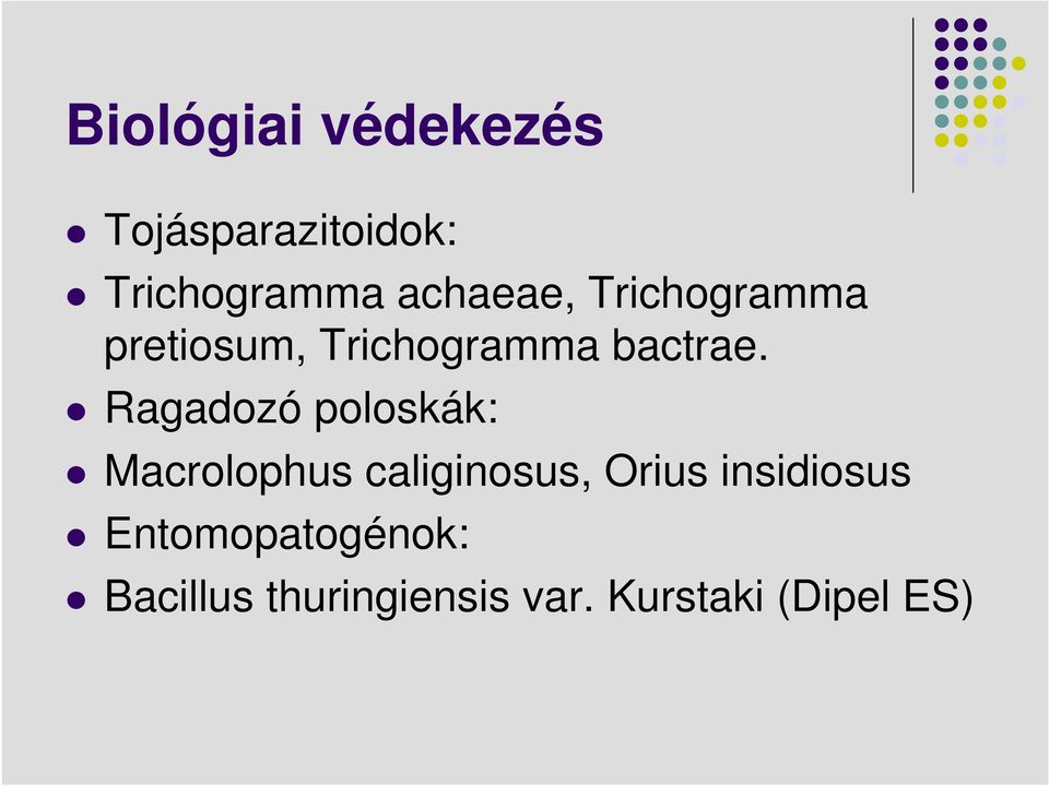 Ragadozó poloskák: Macrolophus caliginosus, Orius