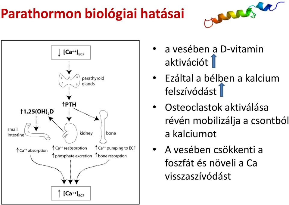 Osteoclastok aktiválása révén mobilizálja a csontból a