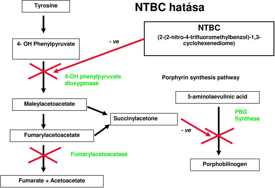 dioxygenase Porphyrin synthesis pathway Maleylacetoacetate Fumarylacetoacetate