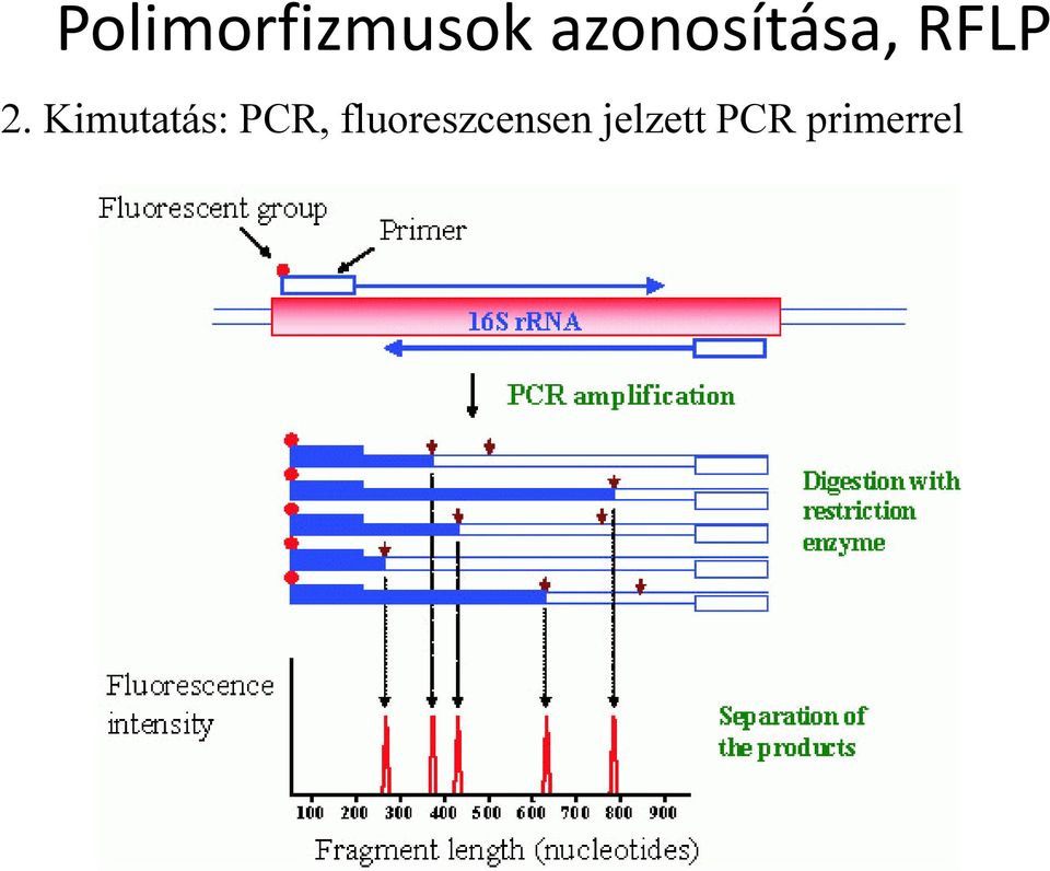 Kimutatás: PCR,