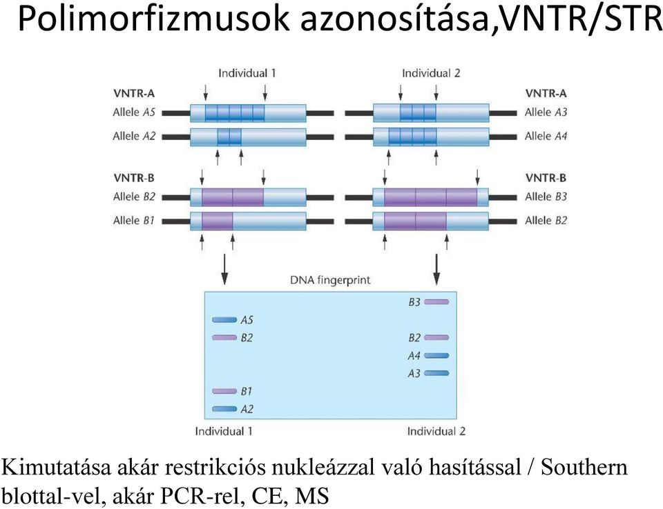 akár restrikciós nukleázzal való