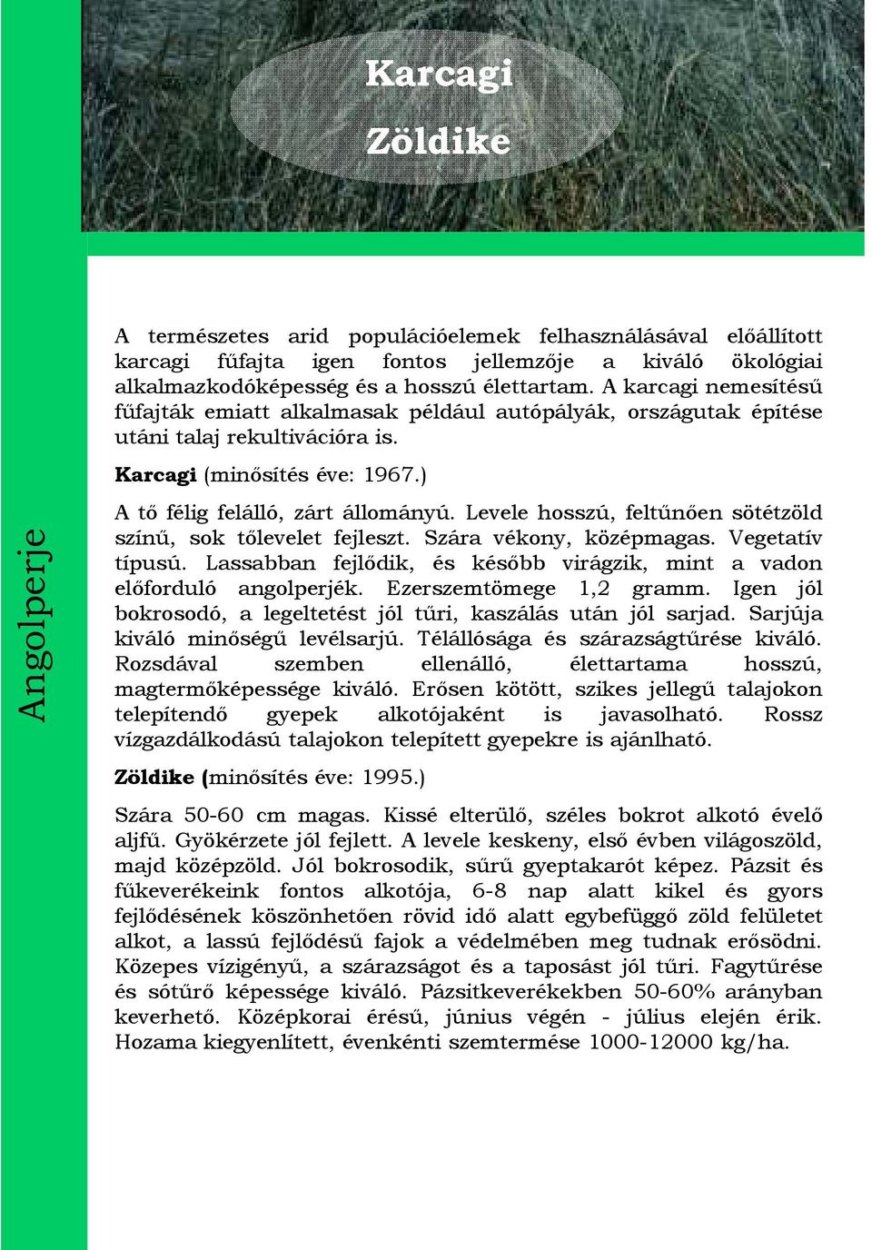 Levele hosszú, feltűnően sötétzöld színű, sok tőlevelet fejleszt. Szára vékony, középmagas. Vegetatív típusú. Lassabban fejlődik, és később virágzik, mint a vadon előforduló angolperjék.