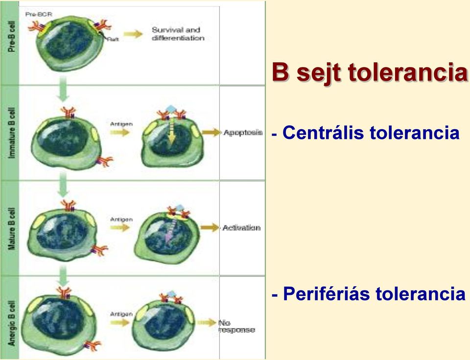 Centrális 