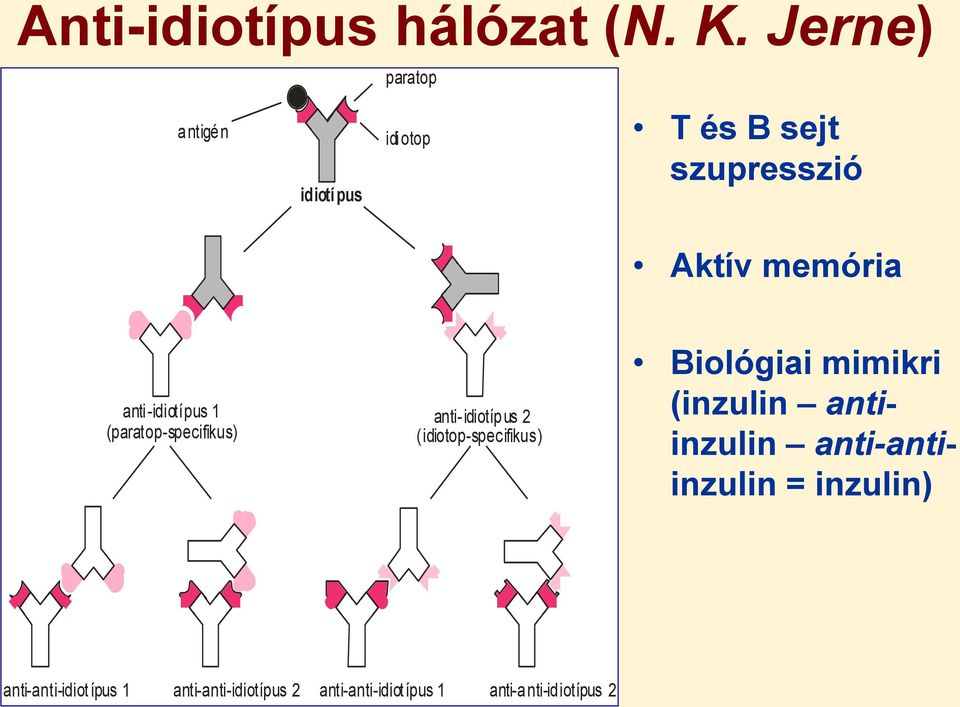 anti-idiotípus 1 (paratop-specifikus) anti-idiotípus 2 (idiotop-specifikus) Biológiai