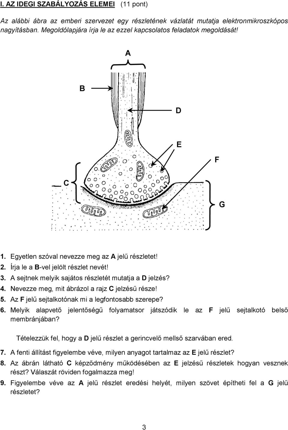 A sejtnek melyik sajátos részletét mutatja a D jelzés? 4. Nevezze meg, mit ábrázol a rajz C jelzésű része! 5. Az F jelű sejtalkotónak mi a legfontosabb szerepe? 6.