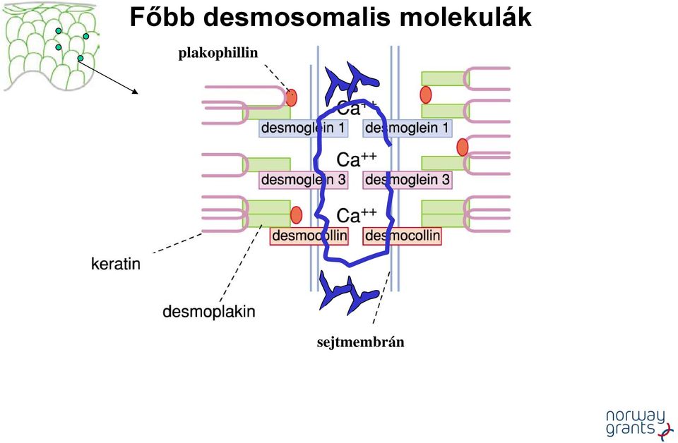 molekulák