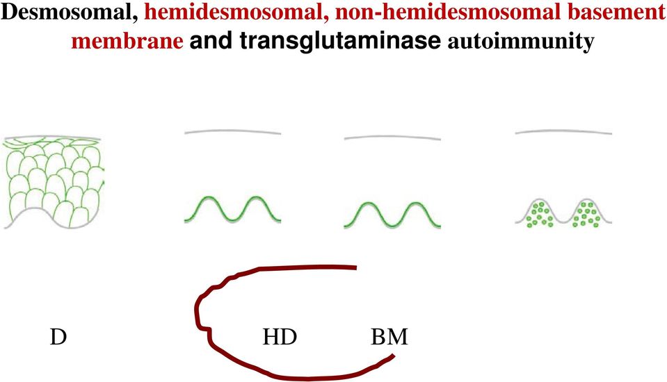 non-hemidesmosomal