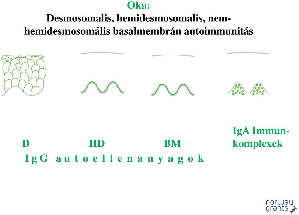 nemhemidesmosomális basalmembrán