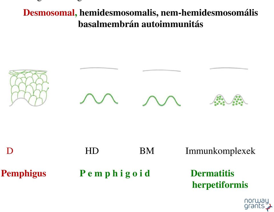 autoimmunitás D HD BM Immunkomplexek