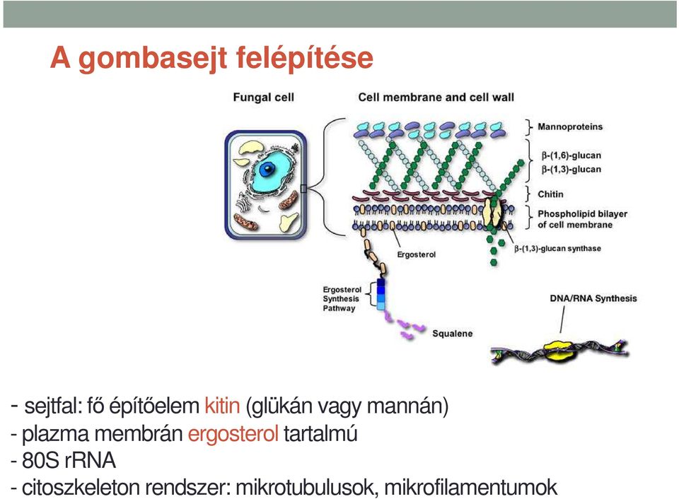 membrán ergosterol tartalmú - 80S rrna -