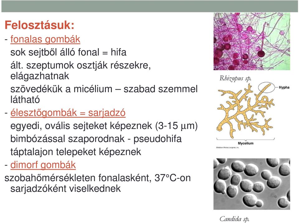 élesztőgombák = sarjadzó egyedi, ovális sejteket képeznek (3-15 µm) bimbózással szaporodnak -