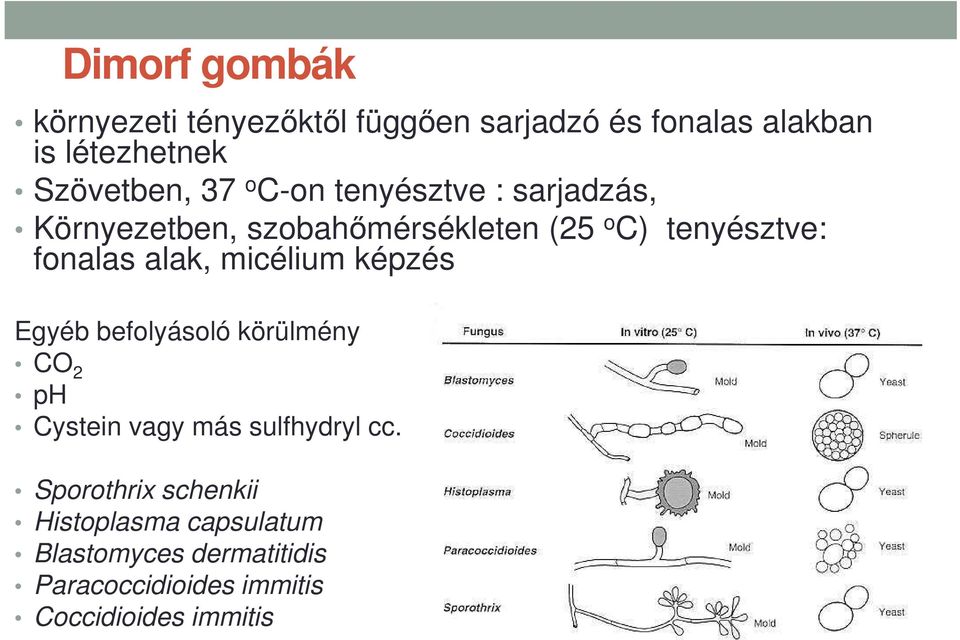 alak, micélium képzés Egyéb befolyásoló körülmény CO 2 ph Cystein vagy más sulfhydryl cc.