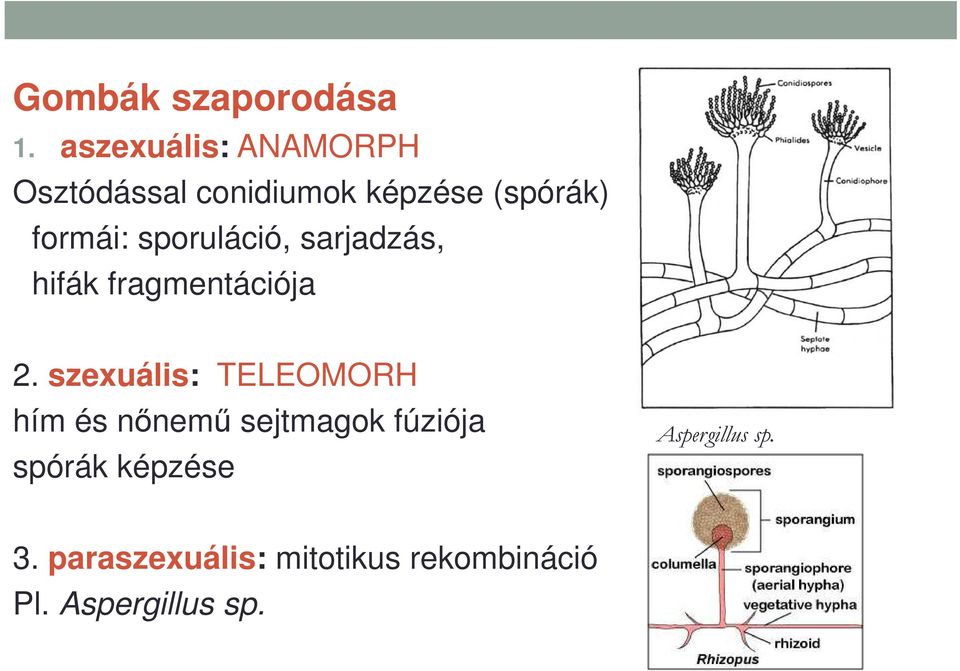 sporuláció, sarjadzás, hifák fragmentációja 2.