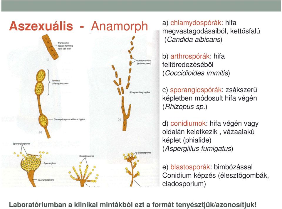 ) d) conidiumok: hifa végén vagy oldalán keletkezik, vázaalakú képlet (phialide) (Aspergillus fumigatus) e) blastosporák: