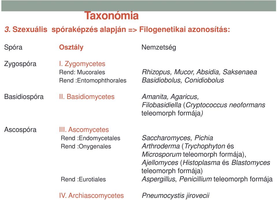 Basidiomycetes Amanita, Agaricus, Filobasidiella (Cryptococcus neoformans teleomorph formája) Ascospóra III.