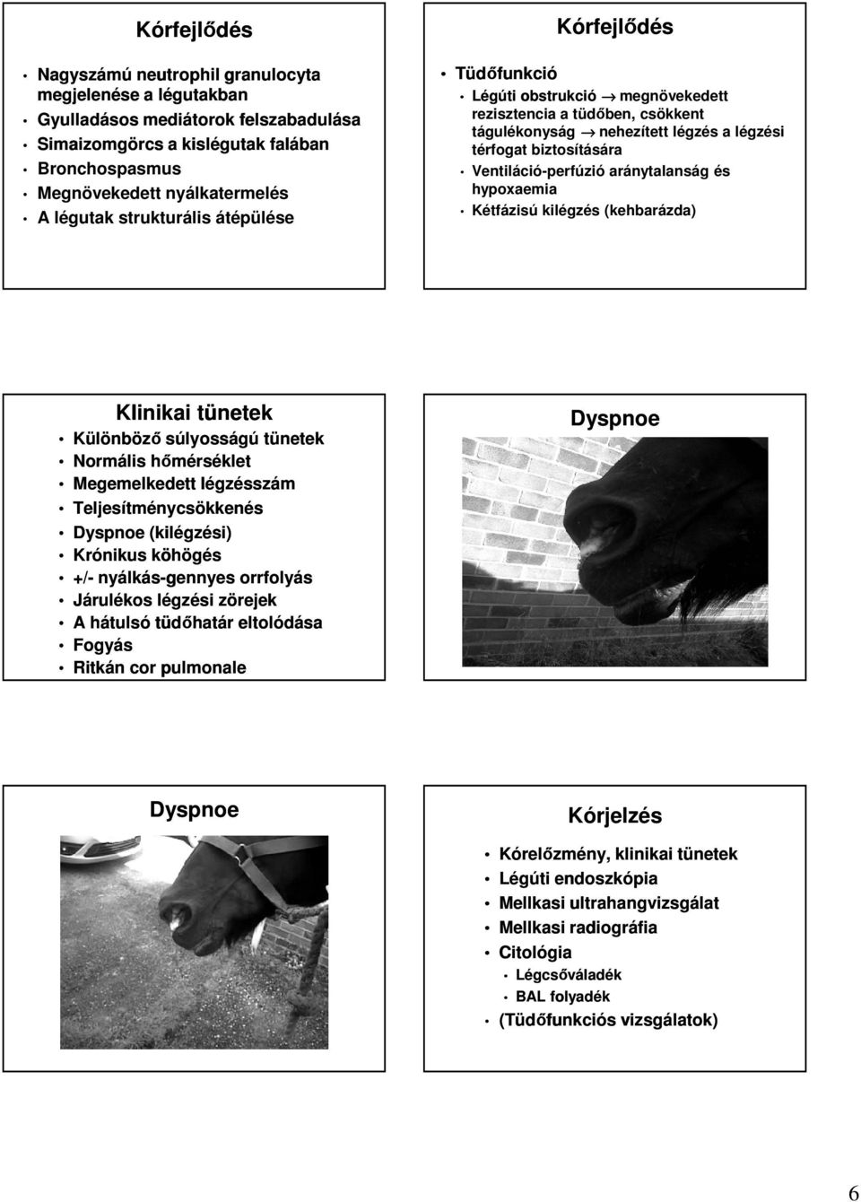 Ventiláció-perfúzió aránytalanság és hypoxaemia Kétfázisú kilégzés (kehbarázda) Klinikai tünetek Különböző súlyosságú tünetek Normális hőmérséklet Megemelkedett légzésszám Teljesítménycsökkenés