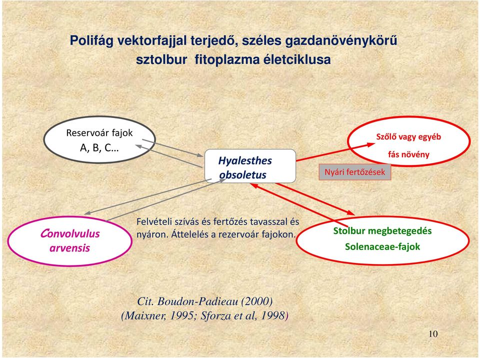 arvensis Felvételi szívás és fertőzés tavasszal és nyáron. Áttelelés a rezervoár fajokon.