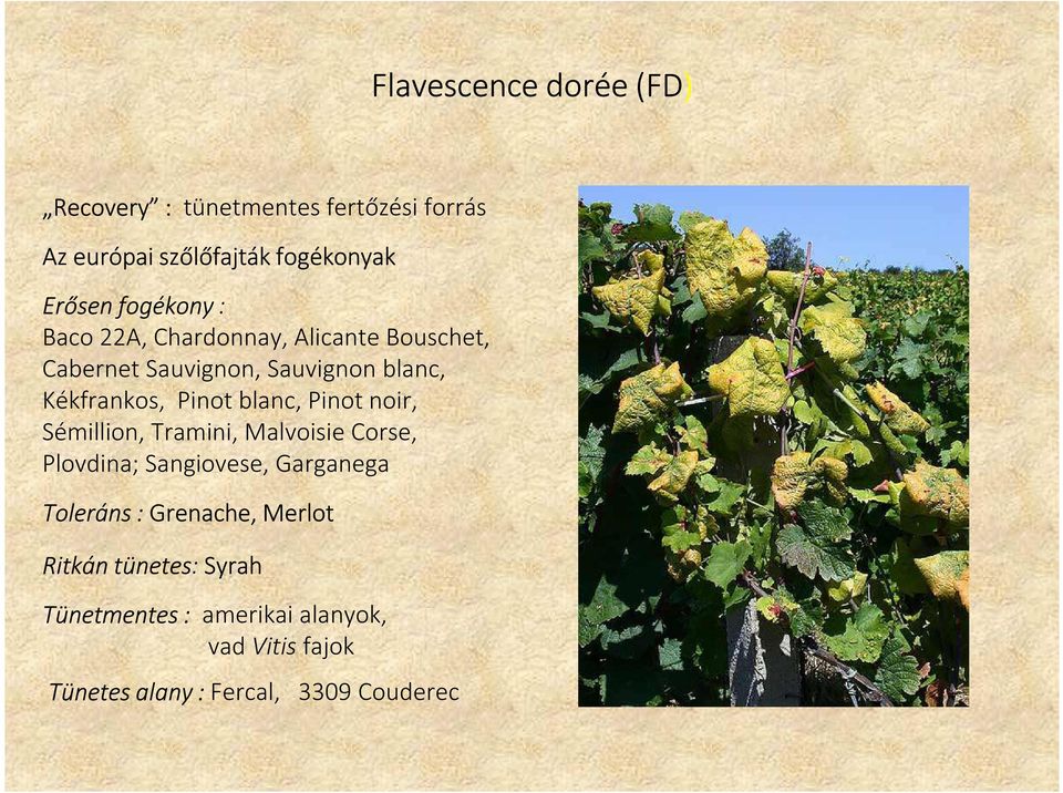 blanc, Pinot noir, Sémillion, Tramini, Malvoisie Corse, Plovdina; Sangiovese, Garganega Toleráns : Grenache,