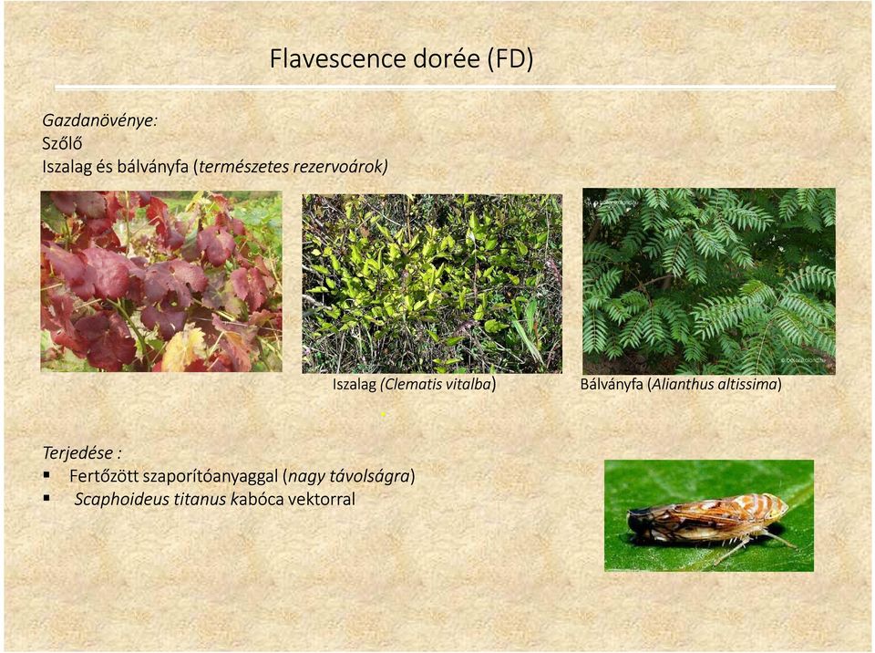 vitalba) Bálványfa (Alianthus altissima) Terjedése :