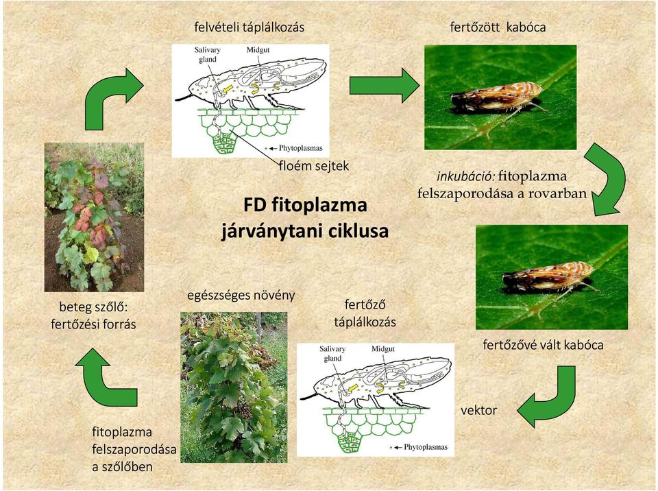 rovarban beteg szőlő: fertőzési forrás egészséges növény fertőző