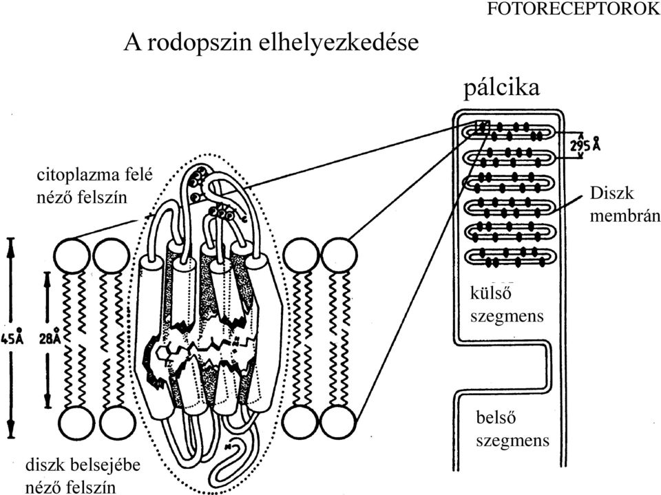 felé néző felszín Diszk membrán külső