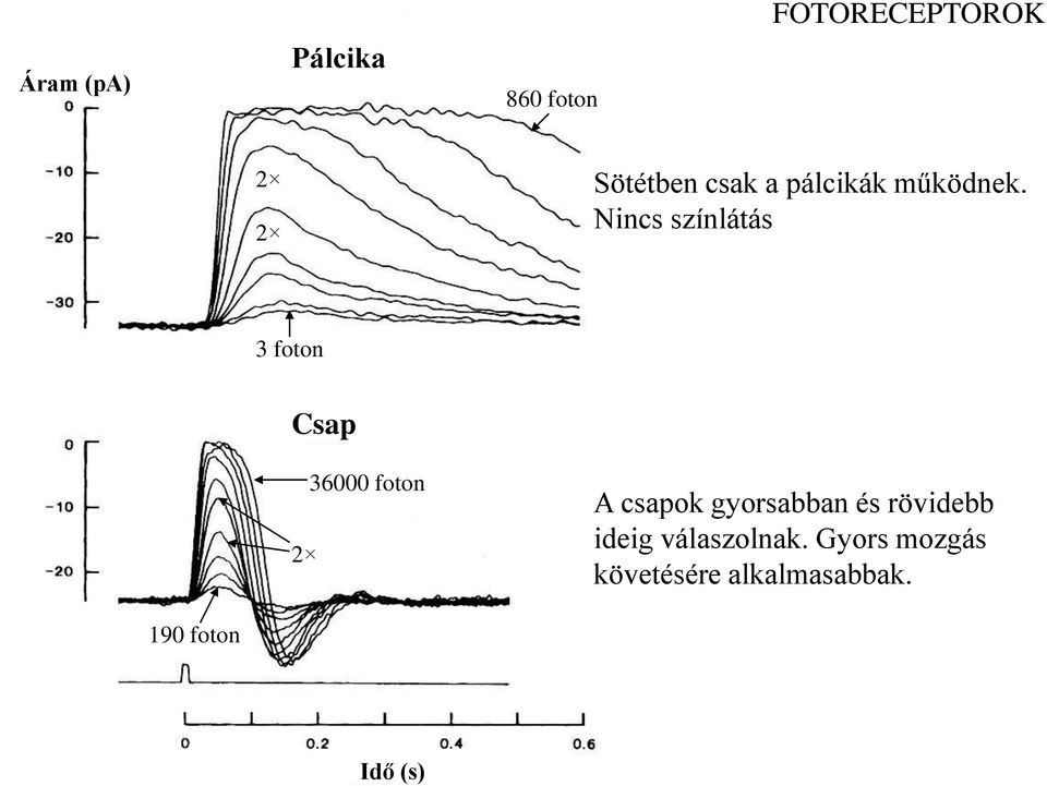 Nincs színlátás 3 foton Csap 2 36000 foton A csapok