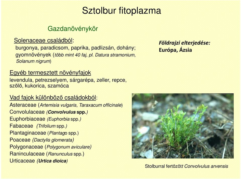 szamóca Vad fajok különböző családokból: Asteraceae (Artemisia vulgaris, Taraxacum officinale) Convolulaceae (Convolvulus spp.) Euphorbiaceae (Euphorbia spp.