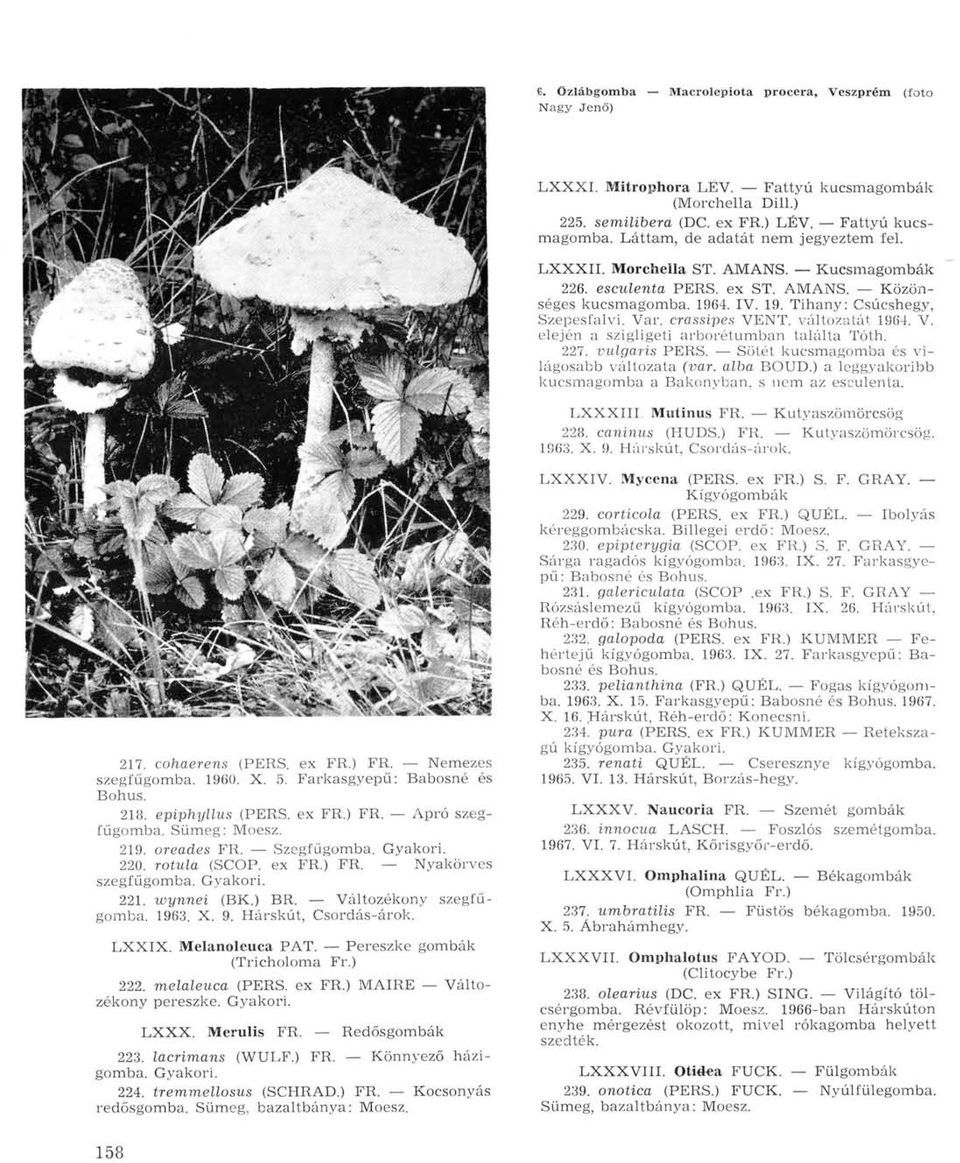 crassipes VENT, változatát 1964. V. elején a szigligeti arborétumban találta Tóth. 227. vulgaris PERS. Sötét kucsmagomba és világosabb változata (var. alba BOUD.