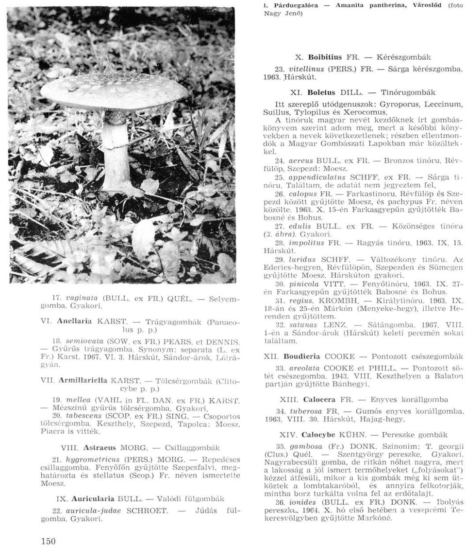 Lótrágyán. VII. Armillariclla KARST. Tölcsérgombák (Clitocybe p. p.) 19. mellea (VAHL in FL. DAN. ex FR.) KARST. Mézszínű gyűrűs tölcsérgomba. 20. tabescens (SCOP. ex FR.) SING.