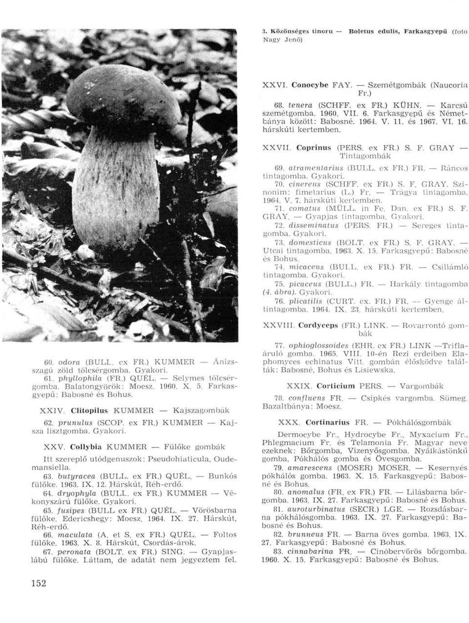 ) Fr. Trágya tintagomba. 1964. V. 7. hárskúti kertemben. 71. comatus (MÜLL, in Fe. Dan. ex FR.) S. F. GRAY. Gyapjas tintagomba. 72. disseminatus (PERS. FR.) Sereges tintagomba. 73. domesticus (BOLT.