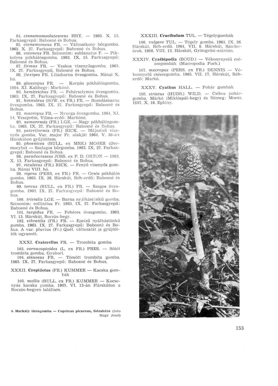 glaucopus FR. Korpás pókhálósgomba. 1964. XI. Kabhegy: Markóné. 90. hemitrichus FR. Fehérselymes övesgomba. 1963. IX. 27. Farkasgyepu: Babosné 91. hinnuleus (SOW. ex FR.) FR. Rozsdásbarna övesgomba.