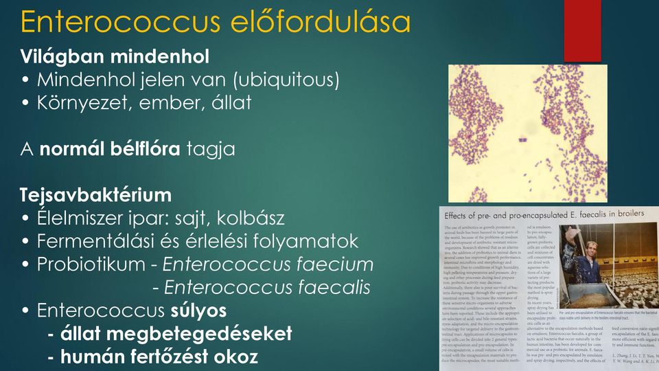 sajt, kolbász Fermentálási és érlelési folyamatok Probiotikum - Enterococcus