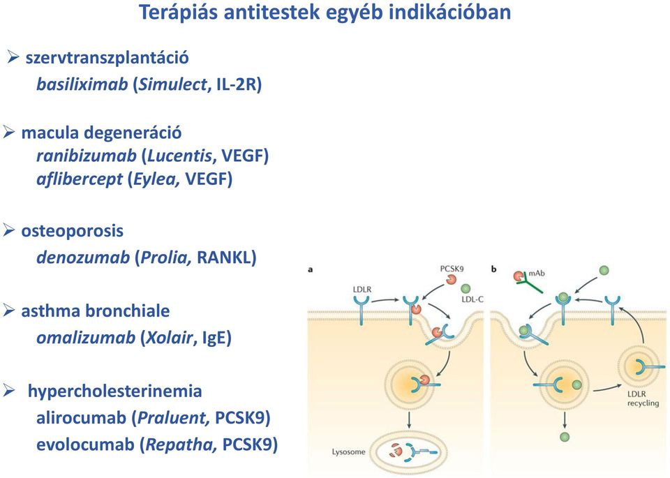 (Prolia, RANKL) Terápiás antitestek egyéb indikációban asthma bronchiale