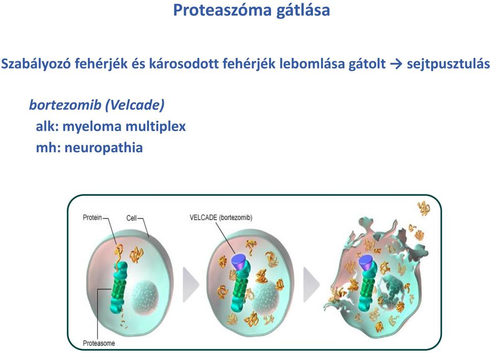 lebomlása gátolt sejtpusztulás