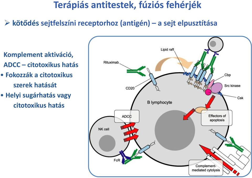 Komplement aktiváció, ADCC citotoxikus hatás Fokozzák a